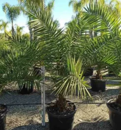 JARDINTROPIC - Phoenix canariensis (dattier des canaris) pot de 15 litres ? 140/160 cm