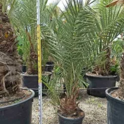 JARDINTROPIC - Phoenix dactylifera (véritable dattier) pot de 110l 230/270cm