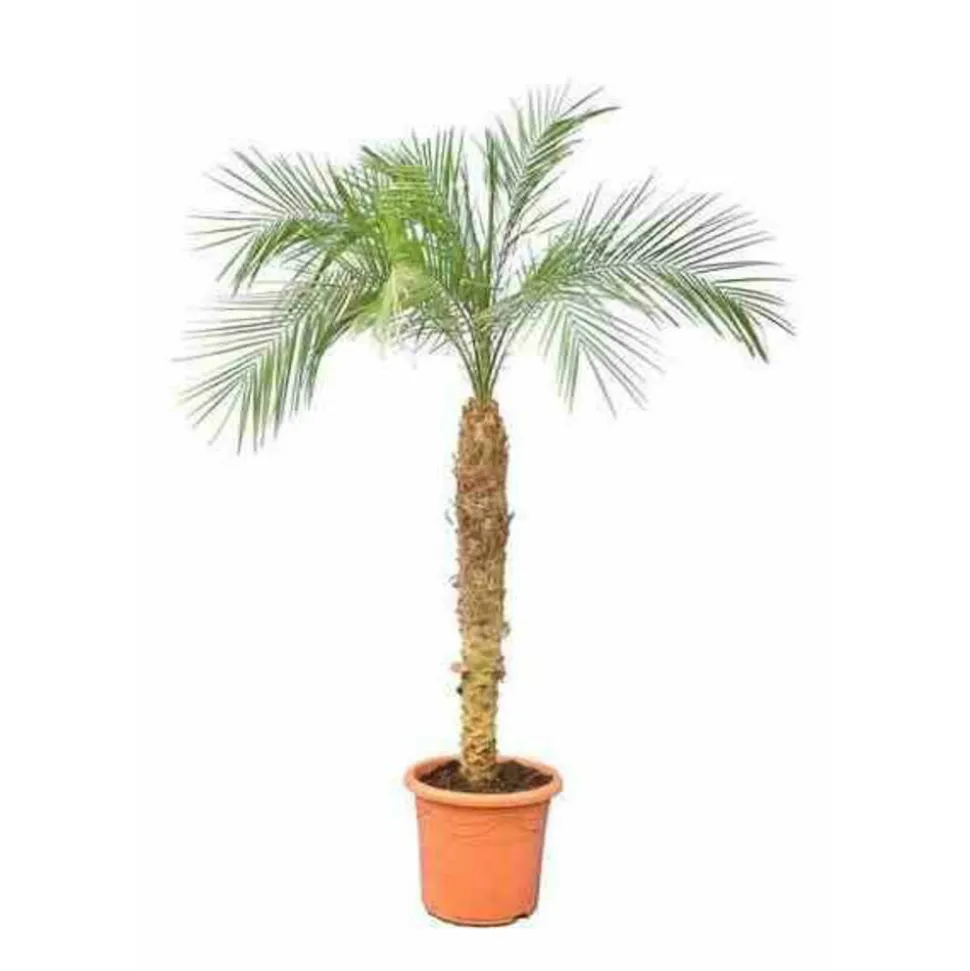 JARDINTROPIC - Phoenix roebelenii (dattier du laos, palmier dattier nain) spécimen pot de 25l - 100/125cm