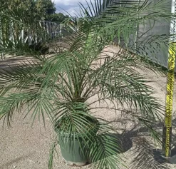 JARDINTROPIC - Phoenix roebelenii (dattier du laos, palmier dattier nain) spécimen pot de 25l - 100/125cm