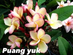 JARDINTROPIC - Plumeria rubra "puang yuk" (frangipanier)- pot de 2 litres ? 20/30 cm