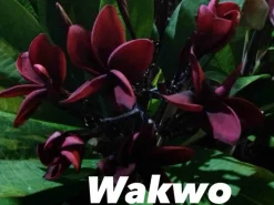 JARDINTROPIC - Plumeria rubra "wakwo" (frangipanier) pot de 2 litres ? 20/30 cm - couleur floraison:violet