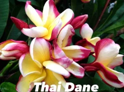 JARDINTROPIC - Plumeria rubra "thai dane" (frangipanier) pot de 2 litres ? 20/30 cm - couleur floraison:tricolore