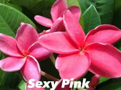 JARDINTROPIC - Plumeria rubra "rose sexy" (frangipanier) pot de 2 litres ? 20/30 cm