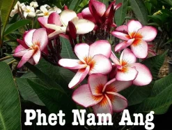 JARDINTROPIC - Plumeria rubra "phet nam ang" (frangipanier) pot de 2 litres ? 20/30 cm - couleur floraison:blanc/jaune/rose