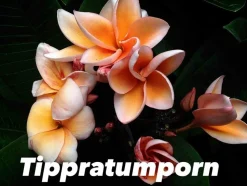 JARDINTROPIC - Plumeria rubra "tippratumporn" (frangipanier) couleur floraison:orange - pot de 2 litres ? 20/30 cm
