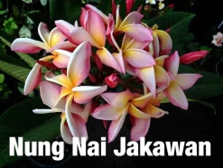 JARDINTROPIC - Plumeria rubra "nung nai jakawan" (frangipanier) pot de 2 litres ? 20/30 cm - couleur floraison:blanc/jaune/rose