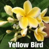 JARDINTROPIC - Plumeria rubra "yellow bird" (frangipanier)- pot de 2 litres ? 20/30 cm