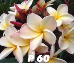 JARDINTROPIC - Plumeria rubra "p60" (frangipanier) pot de 2 litres ? 20/30 cm - couleur floraison:blanc/jaune/rose