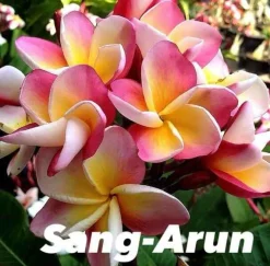 JARDINTROPIC - Plumeria rubra "sang arun" (frangipanier) pot de 2 litres ? 20/30 cm - couleur floraison:blanc/jaune/rose