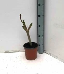 JARDINTROPIC - Plumeria rubra rose (frangipanier) pot de 2 litres ? 10/30cm