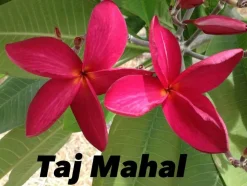 JARDINTROPIC - Plumeria rubra "taj mahal" (frangipanier) pot de 2 litres ? 20/30 cm