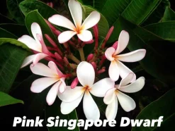 JARDINTROPIC - Plumeria rubra "pink singapore dwarf" (frangipanier) pot de 2 litres ? 20/30 cm