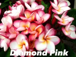 JARDINTROPIC - Plumeria rubra "pink diamond" (frangipanier) pot de 2 litres ? 20/30 cm - couleur floraison:blanc/jaune/rose