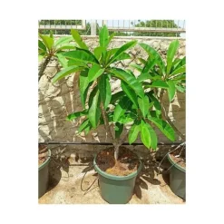 JARDINTROPIC - Plumeria rubra blanc à coeur jaune (frangipanier) pot de 40 litres - 130/150 cm