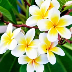 JARDINTROPIC - Plumeria rubra blanc à coeur jaune (frangipanier) pot de 40 litres - 130/150 cm