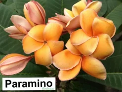 JARDINTROPIC - Plumeria rubra "paramino" (frangipanier) couleur floraison:orange - pot de 2 litres ? 20/30 cm