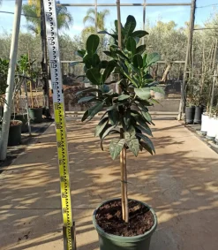JARDINTROPIC - Pouteria obovata (lucuma, lucumo, fruit-oeuf) pot de 25l - 160/180cm