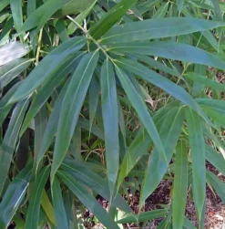 JARDINTROPIC - Pseudosasa japonica pot de 15 litres ? 140/160 cm