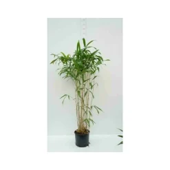 JARDINTROPIC - Pseudosasa japonica tsutsumiana pot de 10l - 90/100cm