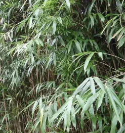 JARDINTROPIC - Pseudosasa japonica pot de 2 litres ? 40/60 cm