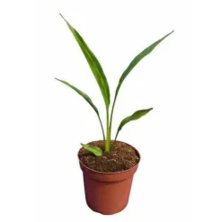 JARDINTROPIC - Ravenala madagascariensis (arbre du voyageur) pot de 130l multitroncs 100/125cm