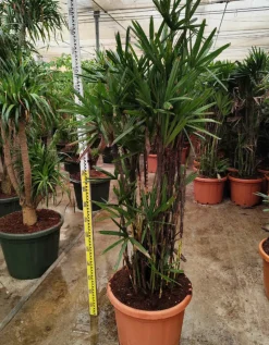JARDINTROPIC - Rhapis excelsa (palmier bambou) pot de 50 litres ? 180/200 cm