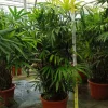 JARDINTROPIC - Rhapis excelsa (palmier bambou) pot de 25l - 150/175cm