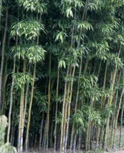 JARDINTROPIC - Semiarundinaria fastuosa var.viridis pot de 10l - 180/220cm