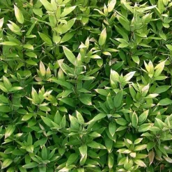 JARDINTROPIC - Shibataea kumasaca pot de 2 litres - 5/20 cm