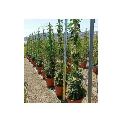 JARDINTROPIC - Stephanotis floribunda (jasmin de madagascar) pot de 25l- 125/150cm