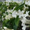 JARDINTROPIC - Stephanotis floribunda (jasmin de madagascar) pot de 2 litres ? 40/60 cm