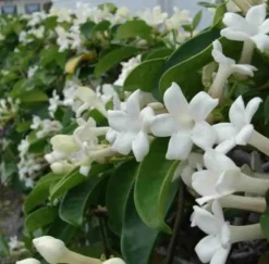 JARDINTROPIC - Stephanotis floribunda (jasmin de madagascar) pot de 2 litres ? 40/60 cm