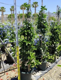 JARDINTROPIC - Stephanotis floribunda (jasmin de madagascar) pot de 2 litres ? 40/60 cm