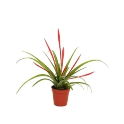 JARDINTROPIC - Tillandsia flabellata (tillandsia rouge) pot de 0,7 litre
