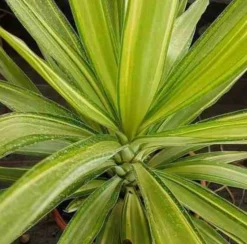 JARDINTROPIC - Yucca elephantipes 'jewel' (yucca pied d'éléphant) pot de 130l 150/175cm