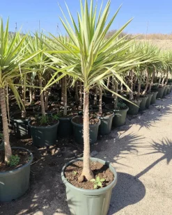 JARDINTROPIC - Yucca elephantipes 'jewel' (yucca pied d'éléphant) pot de 130l 150/175cm