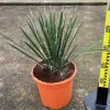 JARDINTROPIC - Yucca filifera (palmier de saint pierre) pot de 130l 150/175cm