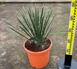 JARDINTROPIC - Yucca filifera (palmier de saint pierre) pot de 130l 150/175cm