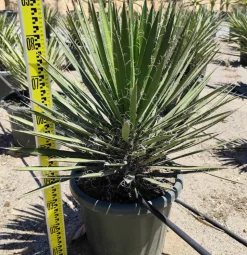 JARDINTROPIC - Yucca filifera (palmier de saint pierre) pot de 25l - 80/100cm
