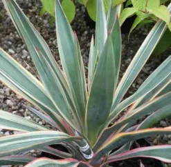 JARDINTROPIC - Yucca gloriosa variegata (dague espagnole) pot de 110l 100/125cm
