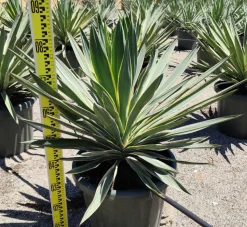 JARDINTROPIC - Yucca gloriosa variegata (dague espagnole) pot de 110l 100/125cm