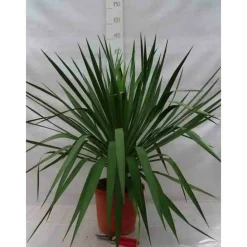 JARDINTROPIC - Yucca gloriosa (dague espagnole) pot de 110l 100/125cm