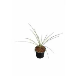 JARDINTROPIC - Yucca rostrata pot de 65l tronc 125/150cm hauteur 175/200cm