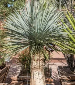JARDINTROPIC - Yucca rostrata