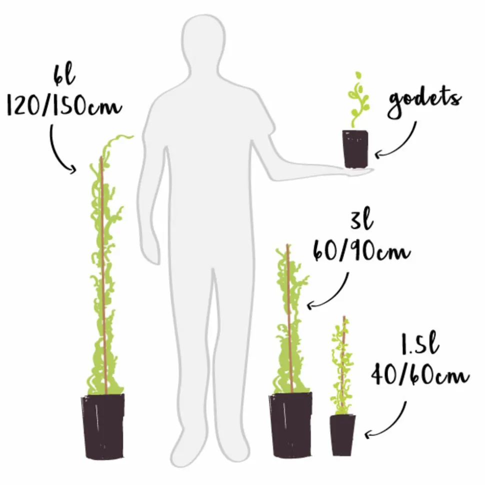 JAVOY PLANTES - Clématite 'niobe' - clematis 1,5l - 40/60cm