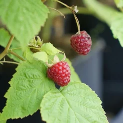 JAVOY PLANTES - Framboisier remontant 'heritage' - rubus idaeus 1,5l - 40/60cm