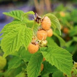 JAVOY PLANTES - Framboisier remontant 'fall gold' - rubus idaeus 3l - 60/90cm