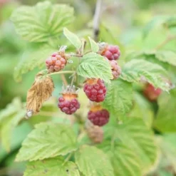 JAVOY PLANTES - Framboisier non remontant 'malling promise' - rubus idaeus 1,5l - 40/60cm