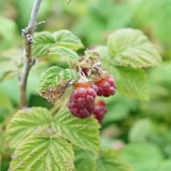 JAVOY PLANTES - Framboisier non remontant 'malling promise' - rubus idaeus 1,5l - 40/60cm